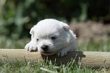 WESTIE 271